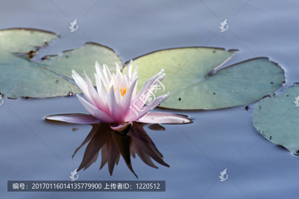 水百合