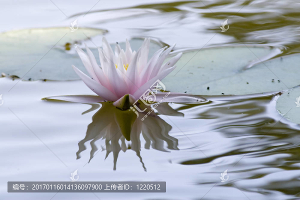 水百合