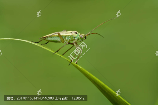 綠色的草地昆蟲(chóng)