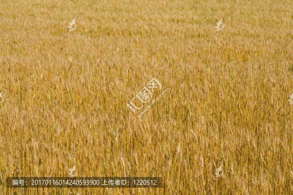 麥田
