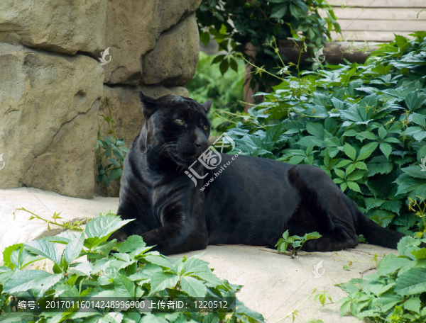 捷豹（Panthera,onca）
