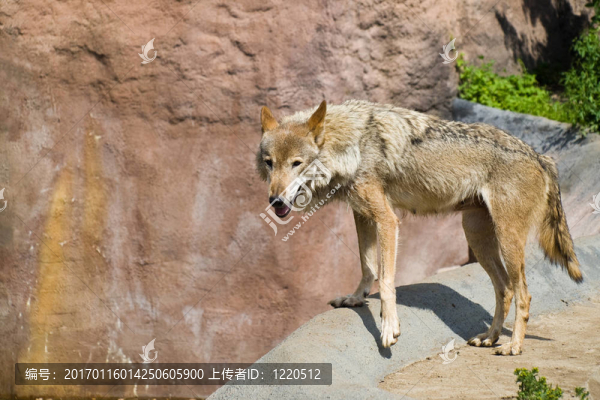Gray,Wolf（狼）