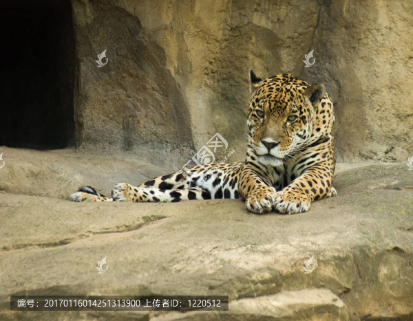 捷豹（Panthera,onca）