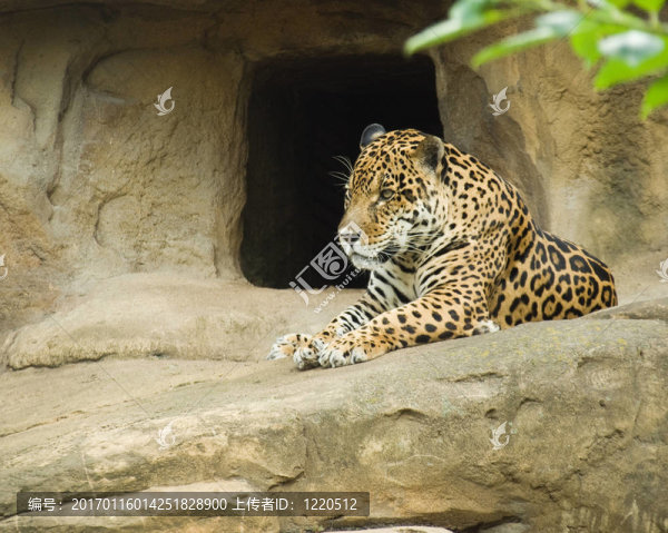 捷豹（Panthera,onca）