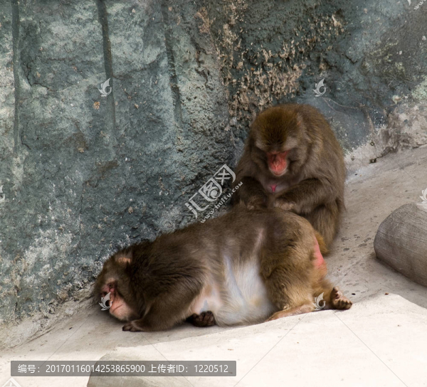 日本獼猴（Macaca,fuscata）