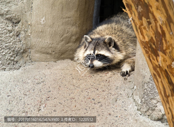 Raccoon（浣熊）