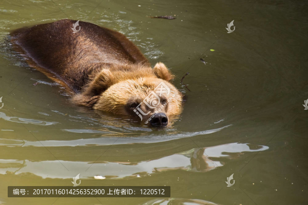 Brown,Bear（Ursus,arctos）