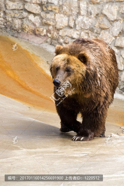 Brown,Bear（Ursus,arctos）