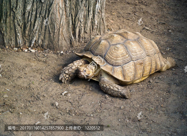 Galapagos巨龜（Geochelone,nigra）