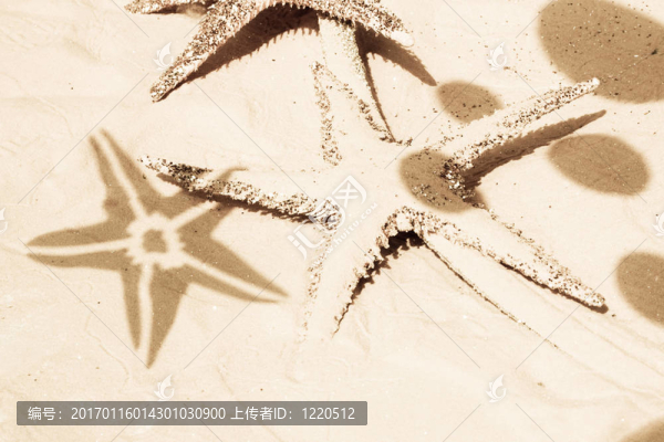 海星