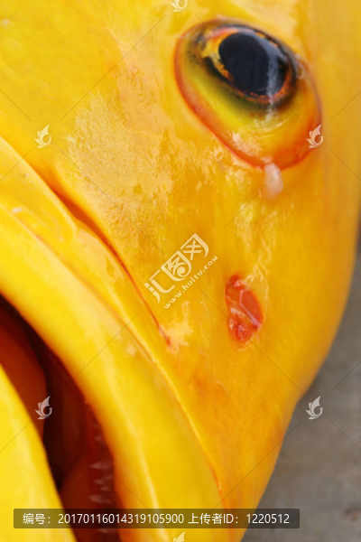 黃色的魚
