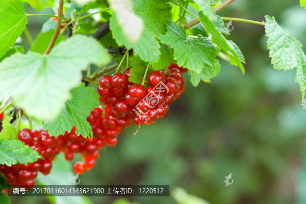 紅醋栗漿果