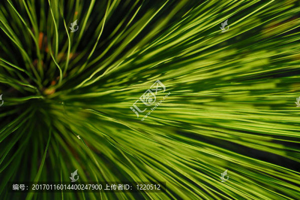 草樹