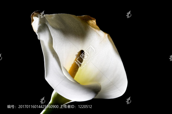 老百合花-匯圖網(wǎng) www.fosd68.com 老百合花