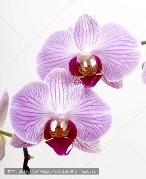 蘭花