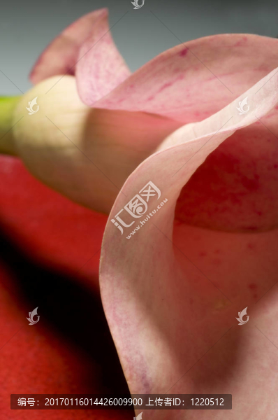 卡拉百合-匯圖網(wǎng) www.fosd68.com 卡拉百合