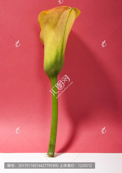 黃莉莉設(shè)計(jì)-匯圖網(wǎng) www.fosd68.com 黃莉莉設(shè)計(jì)