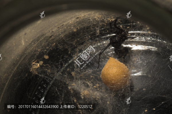 黑寡婦的蛋袋