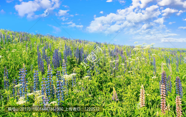 藍(lán)色的天空；深藍(lán)色的花。