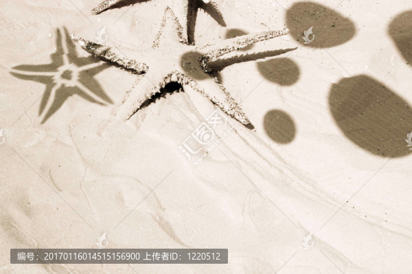 海星