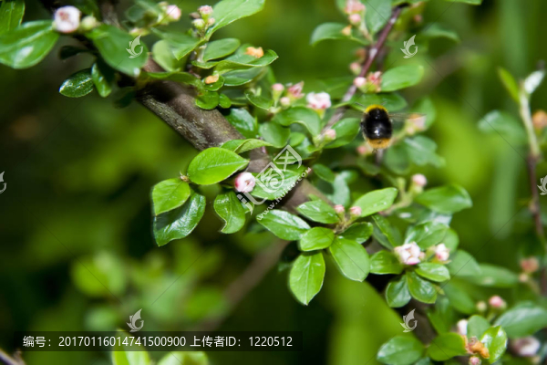 飛虻在綠色