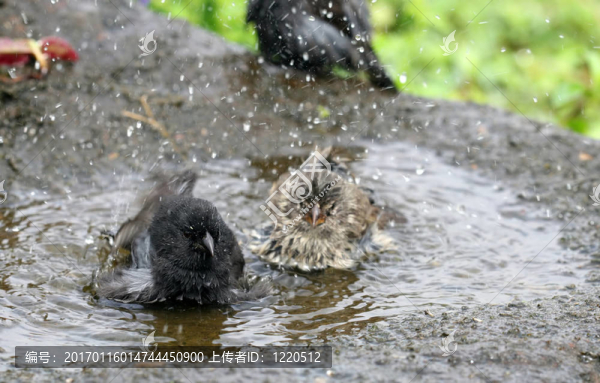 鳥洗澡