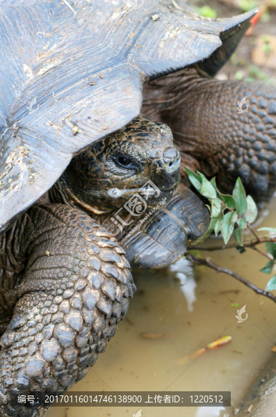靠近巨大的加拉帕戈斯陸龜?shù)溺R頭；在圣克魯斯島