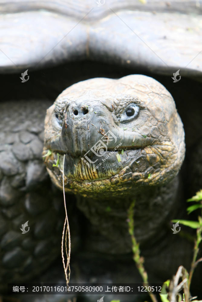 靠近巨大的加拉帕戈斯陸龜-匯圖網(wǎng) www.fosd68.com 靠近巨大的加拉帕戈斯陸龜