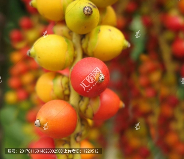 圣誕棕櫚樹(shù)的果實(shí)