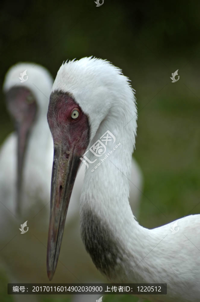 對西伯利亞白鶴（Grus,leucogeranus）