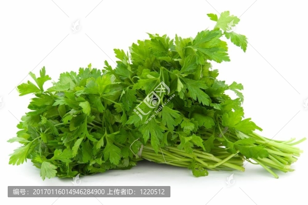 小茴香.綠色的葉子。