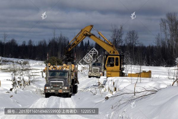 在伐木卡車上裝載云杉樹-匯圖網(wǎng) www.fosd68.com 在伐木卡車上裝載云杉樹
