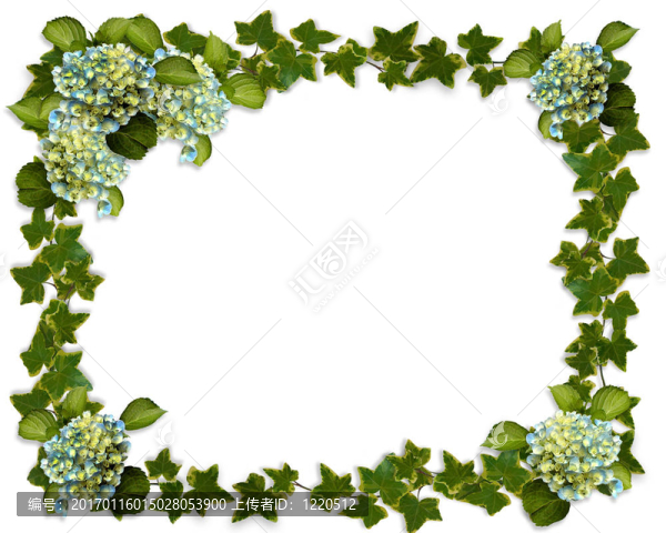 繡球花和常春藤的邊界