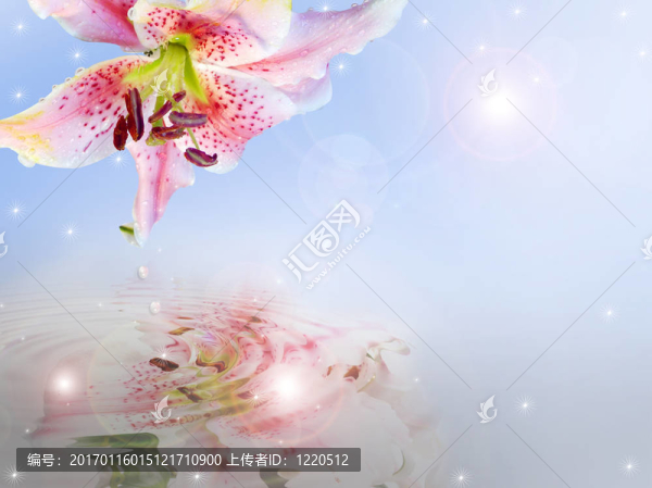 Lily,Floral的邀請