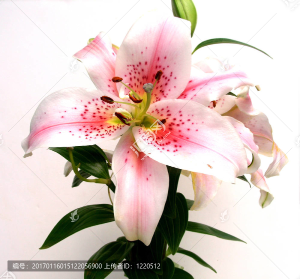 亞洲百合花