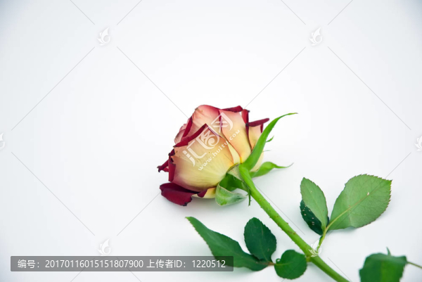 一朵玫瑰。-匯圖網(wǎng) www.fosd68.com 一朵玫瑰。