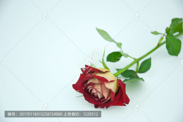 一朵玫瑰。