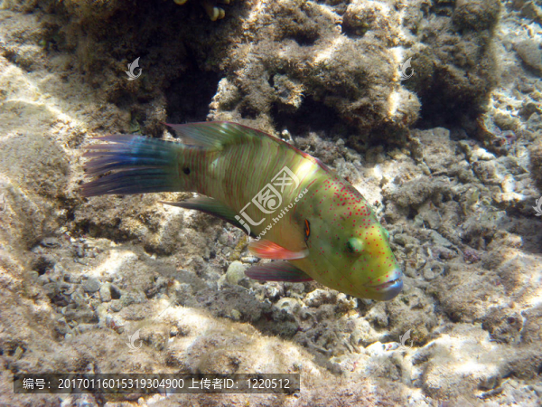 綠色的熱帶魚(yú)