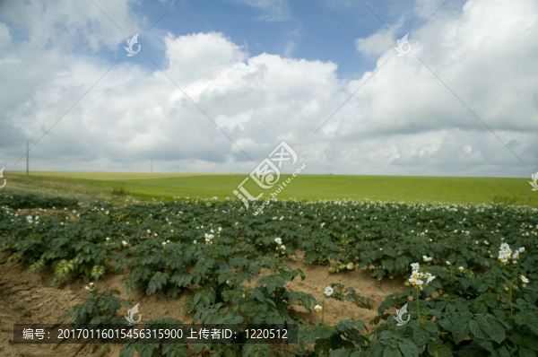農(nóng)業(yè)以馬鈴薯