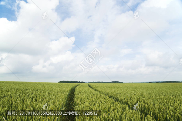 玉米地