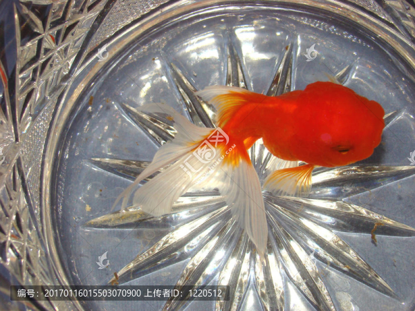 花瓶里的金魚