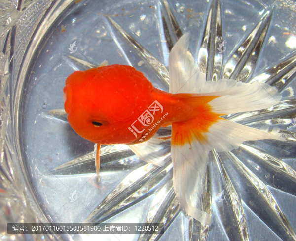 水晶里的金魚(yú)