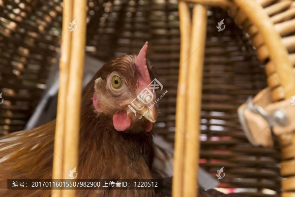 雞的運輸