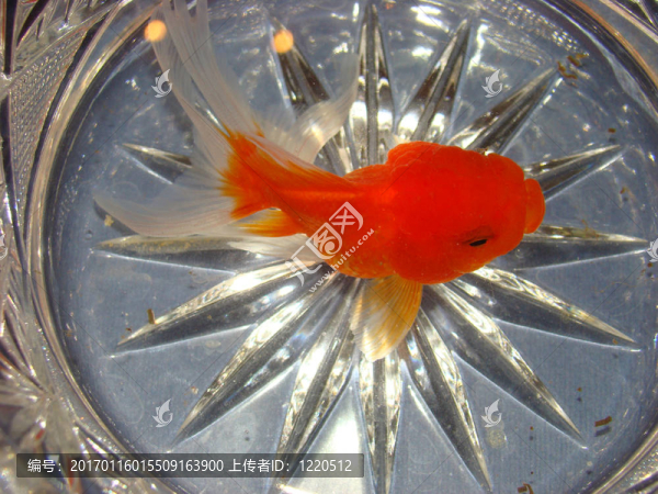 花瓶里的金魚