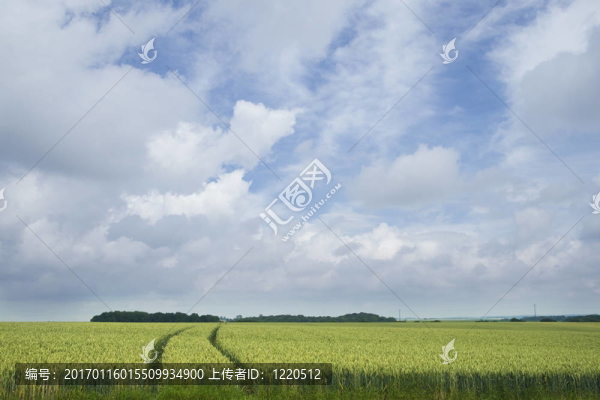 小麥穗景觀
