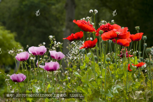 罌粟花