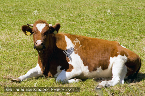 奶牛