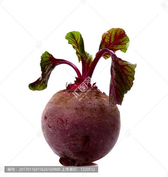甜菜