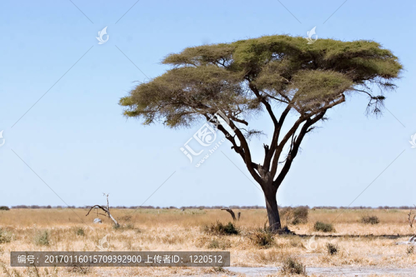 相思樹(shù)-匯圖網(wǎng) www.fosd68.com 相思樹(shù)