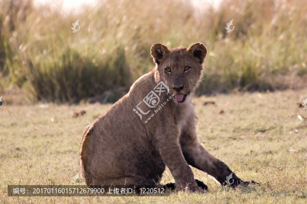 幼獅